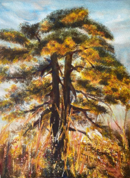 Pine Tree Under Sunrise Glow