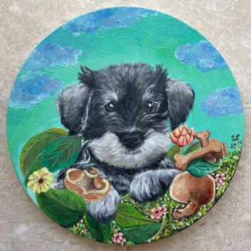 Puppy Schnauzer