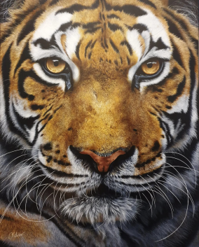 Tiger Portrait